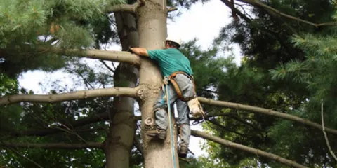 Professional lawn care service in Macedon, NY - T & L Tree And Landscape