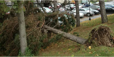 Trusted lawn care service in Macedon, NY by T & L Tree And Landscape