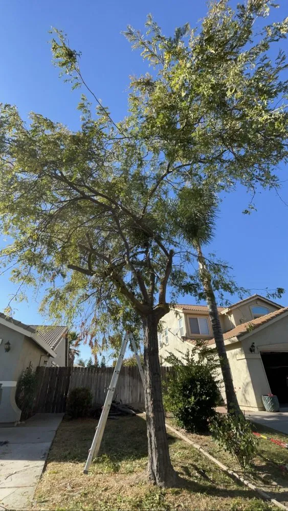 Affordable yard cleanup service for residential properties in Merced, CA by T & L Tree Removal & Lawn Care