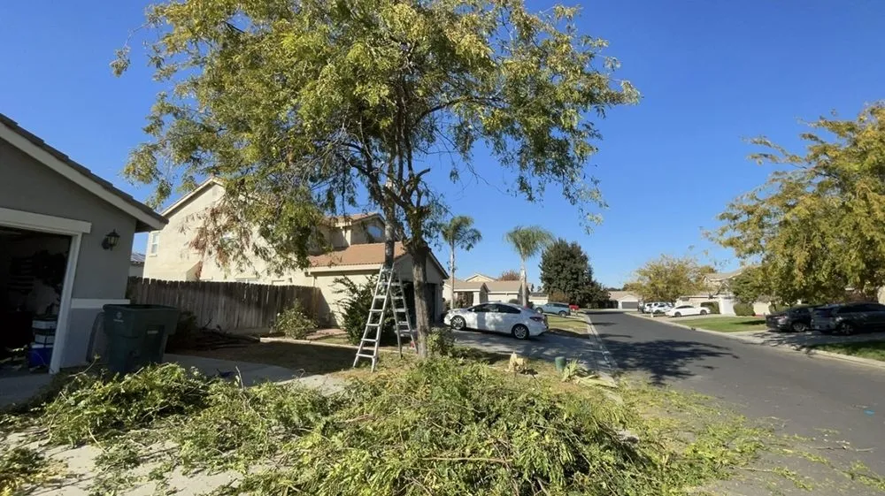Reliable yard maintenance in Merced, CA - T & L Tree Removal & Lawn Care