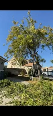 T & L Tree Removal & Lawn Care Logo