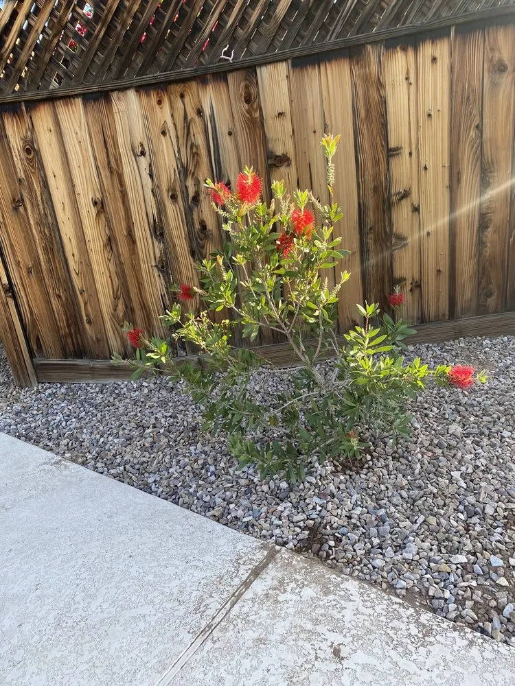 Reliable lawn care service in Phoenix, AZ by T & M Go Blue Services