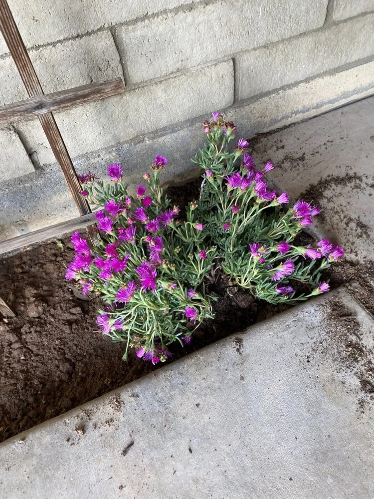 Custom landscaping services in Phoenix, AZ by T & M Go Blue Services