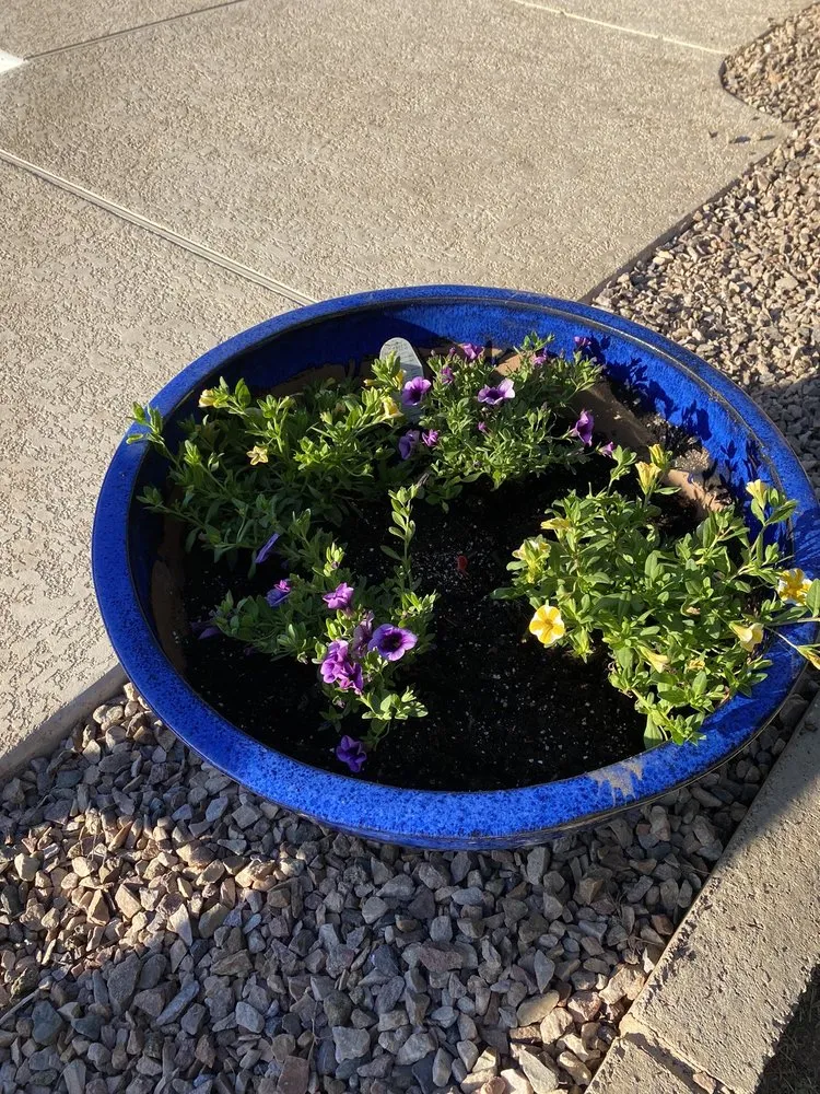 Top-rated yard maintenance near you in Phoenix, AZ by T & M Go Blue Services