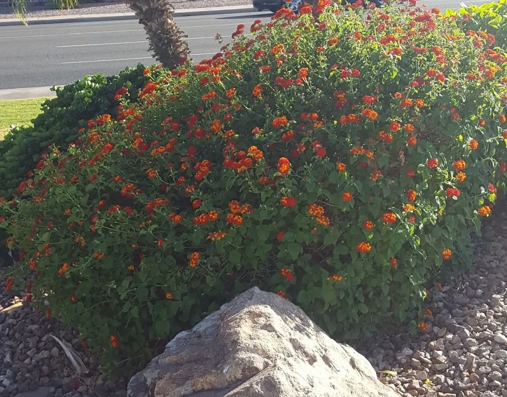 Local yard maintenance experts serving Phoenix, AZ - T & M Go Blue Services