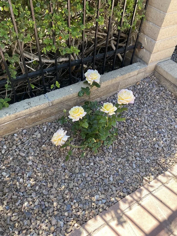 Top-rated residential landscaping for beautiful yards across Phoenix, AZ - T & M Go Blue Services