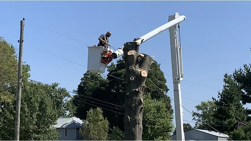Reliable lawn care service experts serving Owensburg, IN - T & M Tree Services
