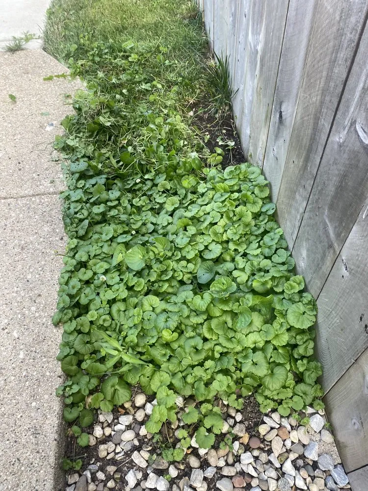 Trusted residential landscaping for year-round maintenance across Chicago, IL - T & M Yard Care