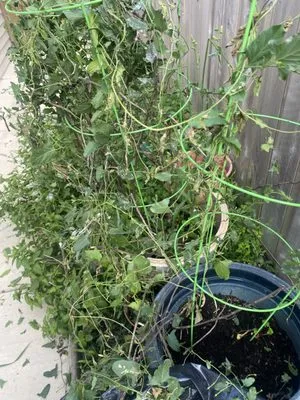 T & M Yard Care Logo