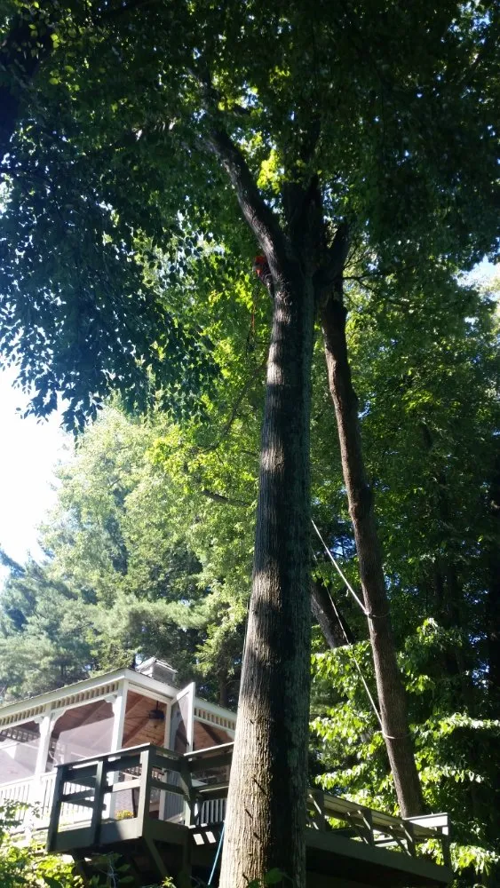 Affordable landscape design experts serving Montgomery, MA - T & N Tree Service