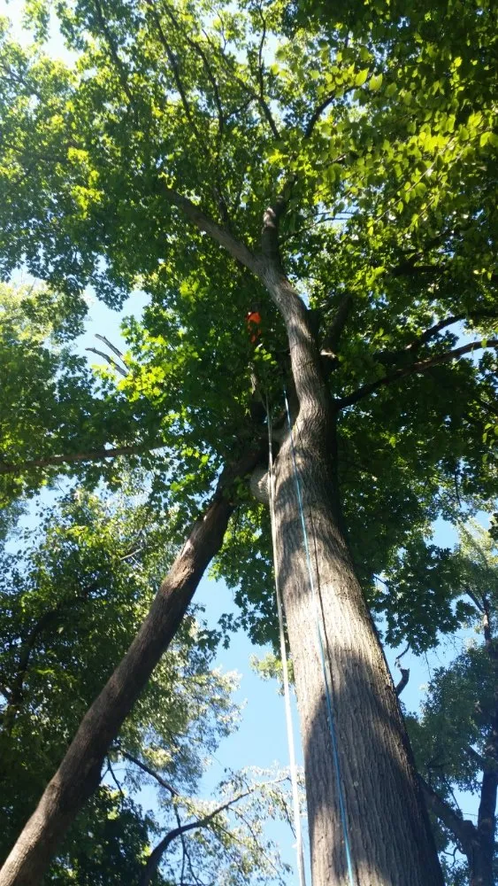 Expert landscape design in Montgomery, MA by T & N Tree Service