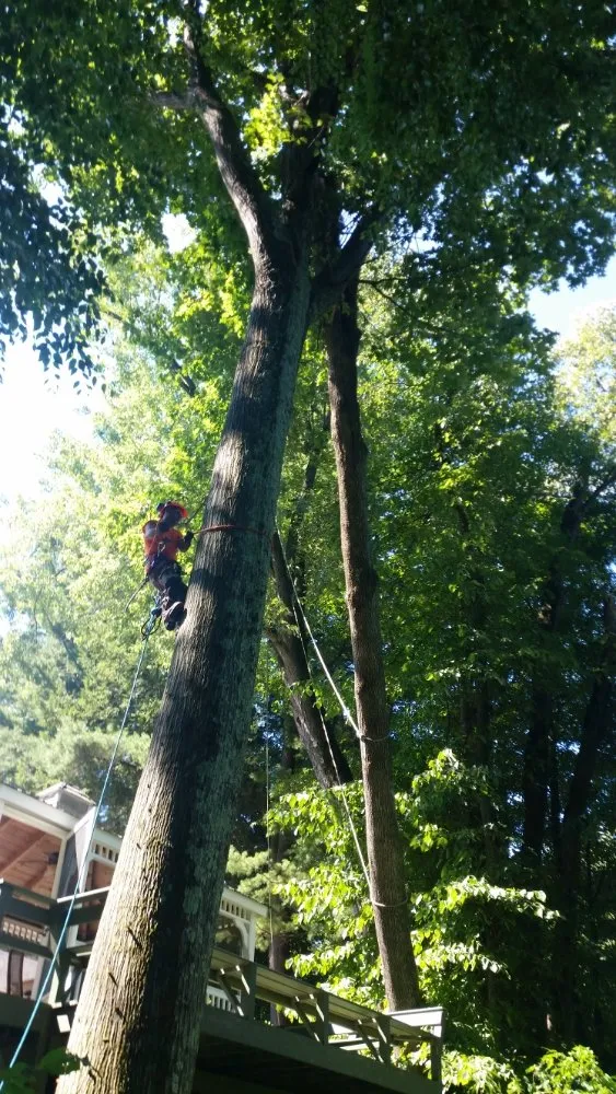 Reliable outdoor landscaping for beautiful yards in Montgomery, MA by T & N Tree Service