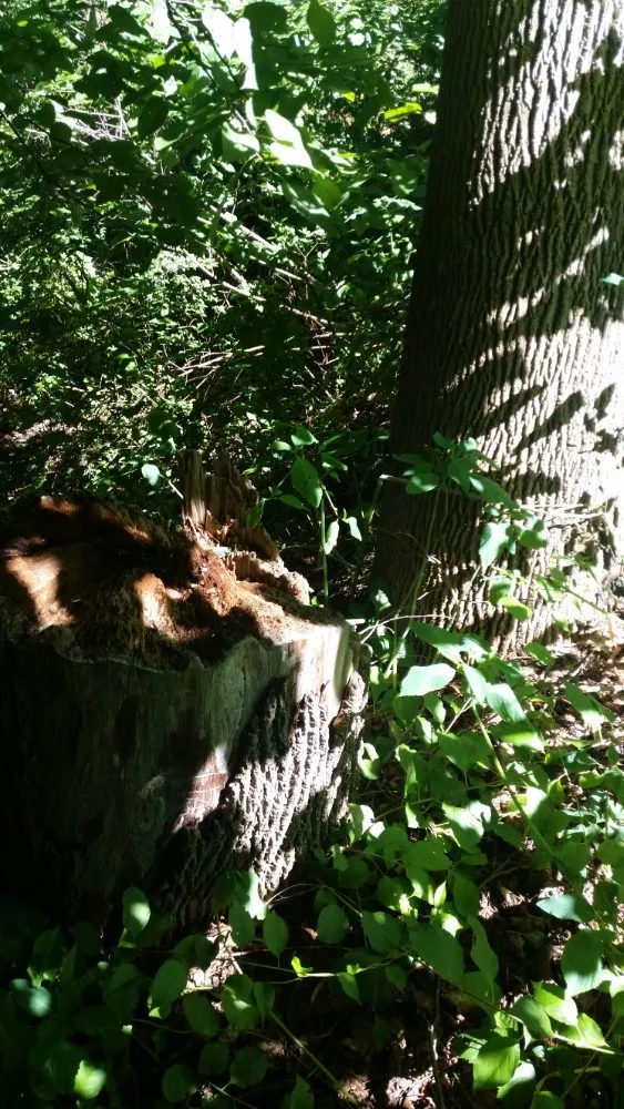 Reliable yard cleanup service with custom design in Montgomery, MA by T & N Tree Service