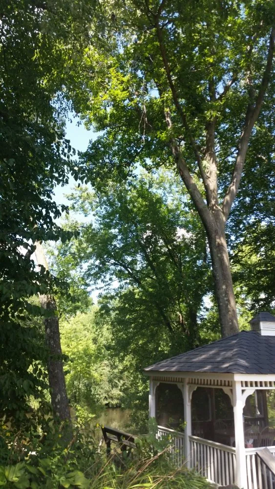 Professional yard cleanup service for homes across Montgomery, MA - T & N Tree Service