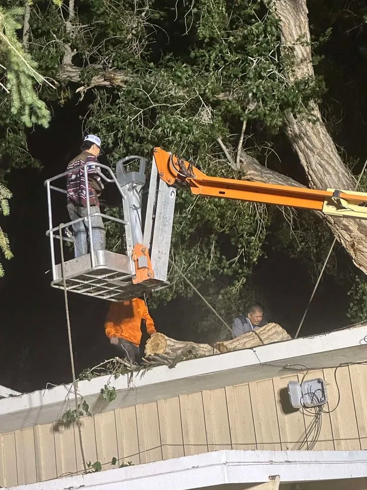 Reliable yard cleanup service experts serving Farmington, NM - T & R Tree Service And Landscaping