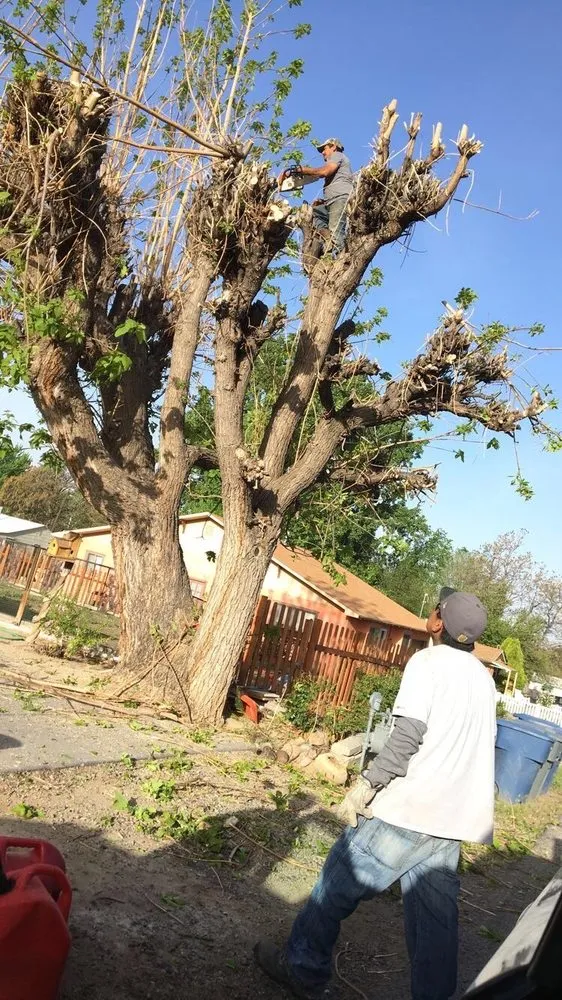 Affordable outdoor landscaping in Farmington, NM by T & R Tree Service And Landscaping