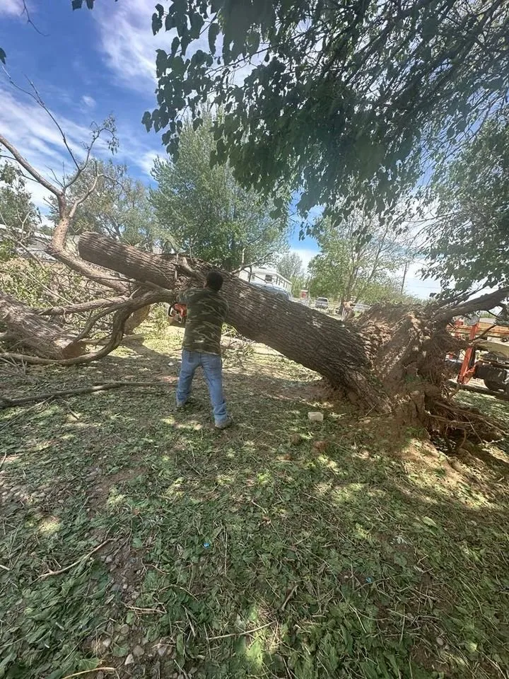 Trusted yard maintenance in Farmington, NM by T & R Tree Service And Landscaping