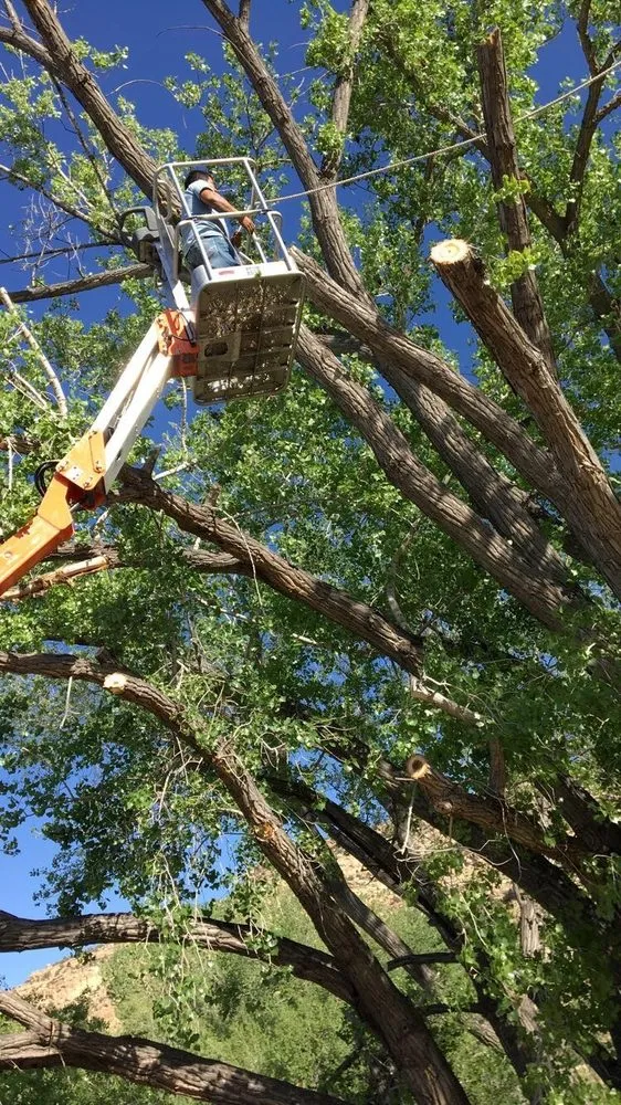 Custom residential landscaping near you in Farmington, NM by T & R Tree Service And Landscaping