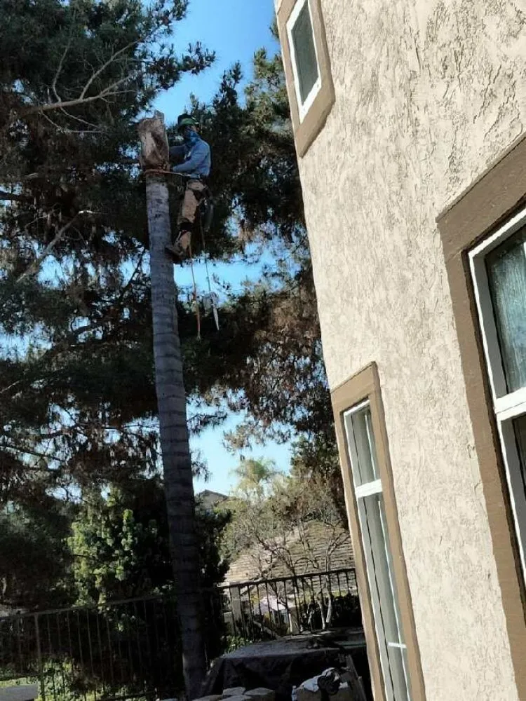 Custom yard maintenance experts serving San Diego, CA - T & R Tree Service