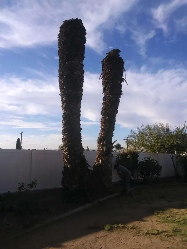 Trusted landscape design in San Diego, CA - T & R Tree Service