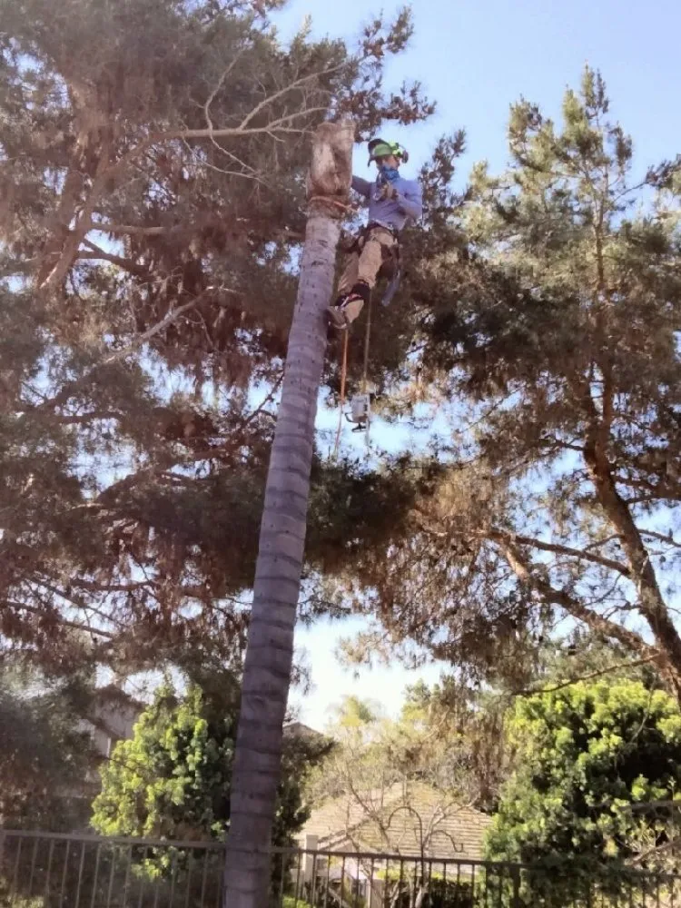 Expert lawn care service experts serving San Diego, CA - T & R Tree Service