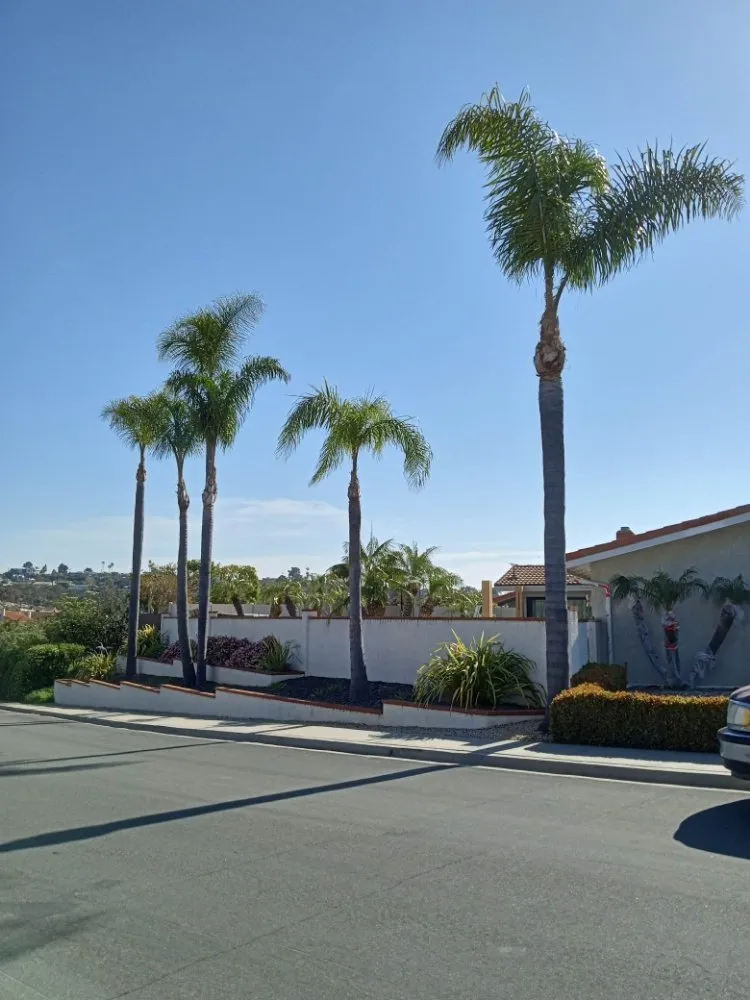 Reliable lawn care service with custom design in San Diego, CA by T & R Tree Service