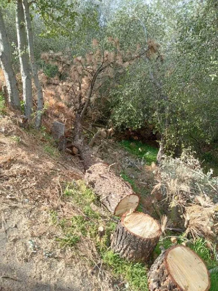 Custom residential landscaping in San Diego, CA - T & R Tree Service