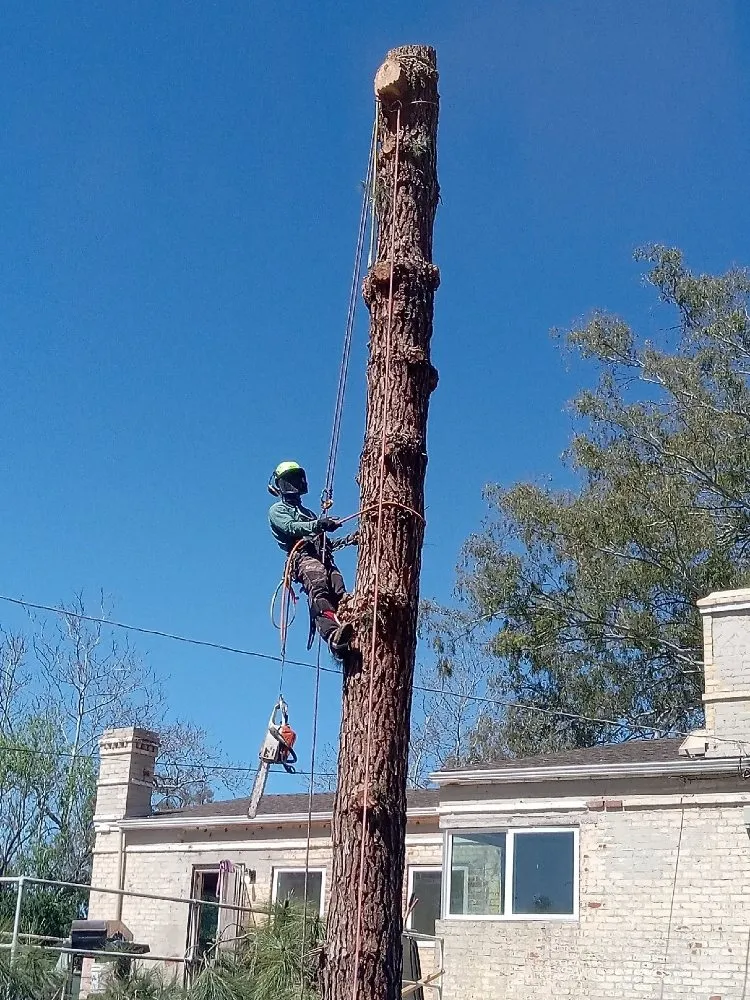 Affordable lawn mowing service in San Diego, CA - T & R Tree Service