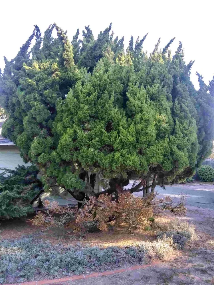 Top-rated lawn mowing service experts serving San Diego, CA - T & R Tree Service