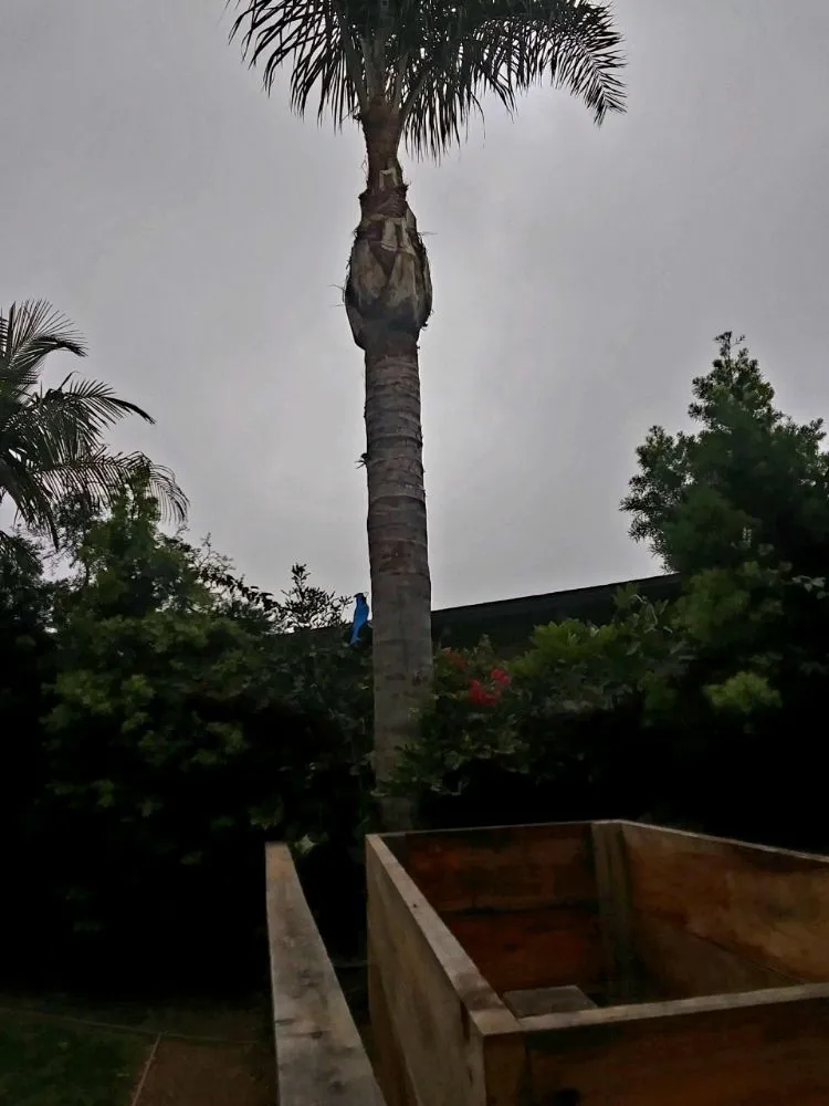 Affordable outdoor landscaping experts serving San Diego, CA - T & R Tree Service