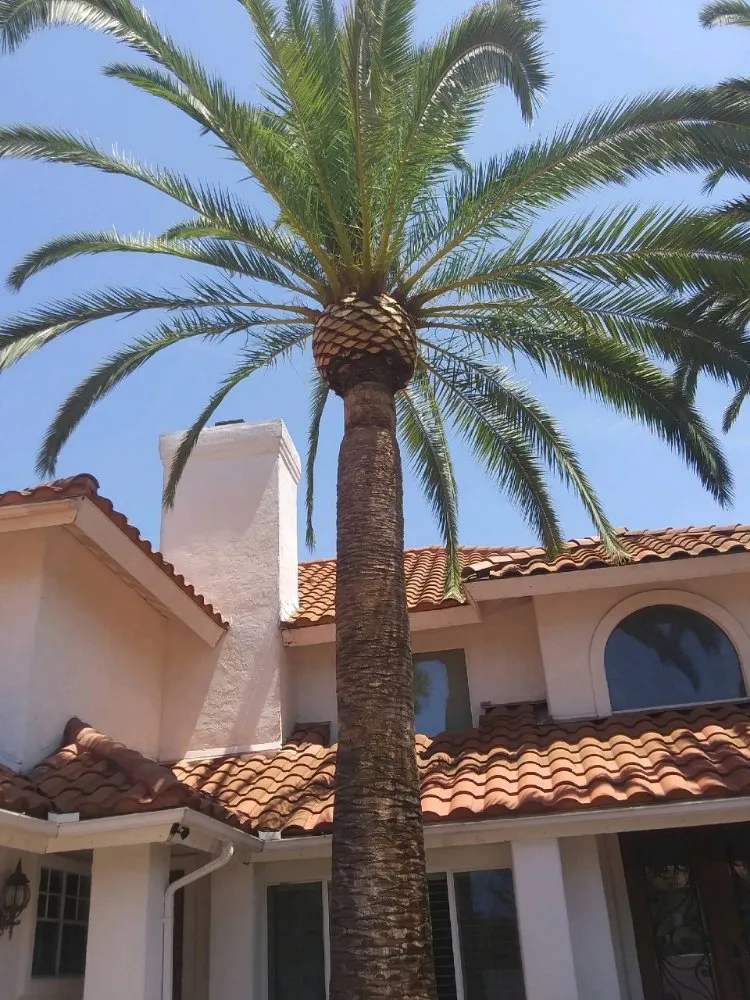 Custom landscape design for beautiful yards in San Diego, CA by T & R Tree Service