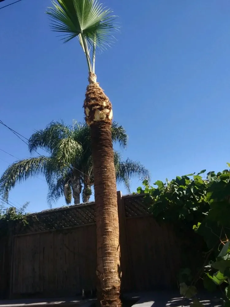 Trusted garden landscaping in San Diego, CA - T & R Tree Service