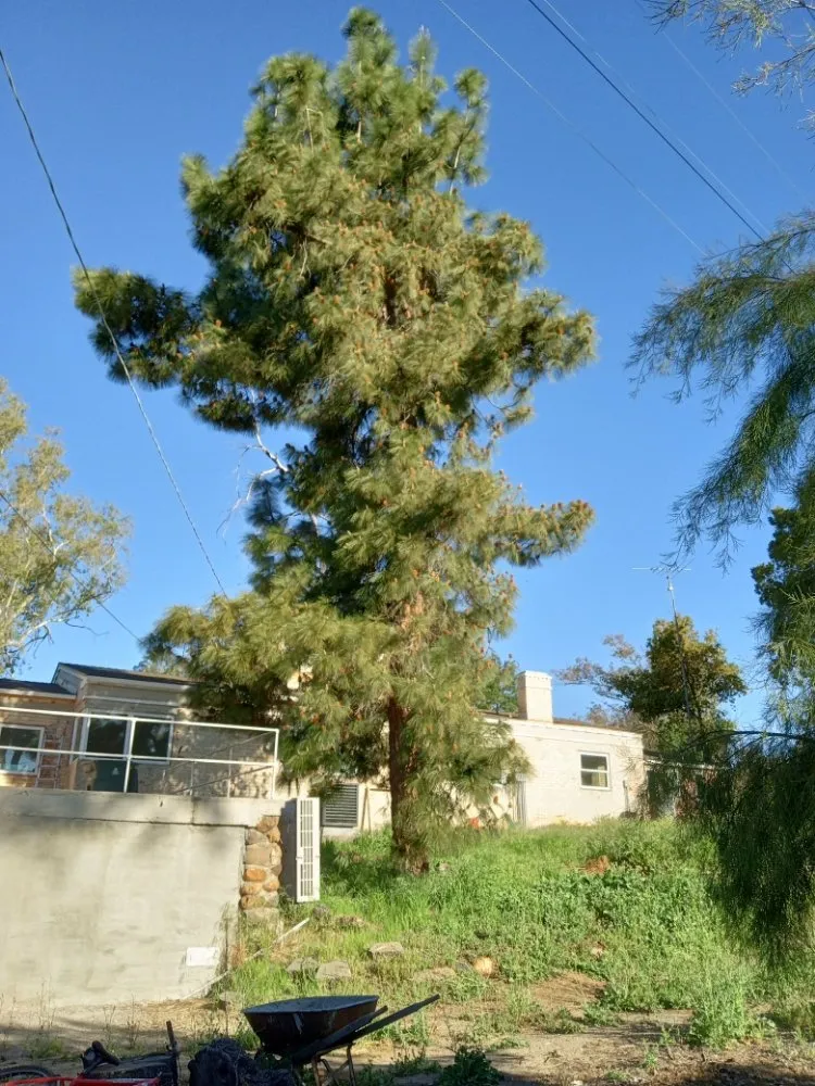 Custom landscape installation in San Diego, CA by T & R Tree Service