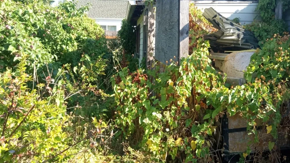 Reliable yard maintenance for residential properties across Shelton, WA - T & S Clean Up & Removal