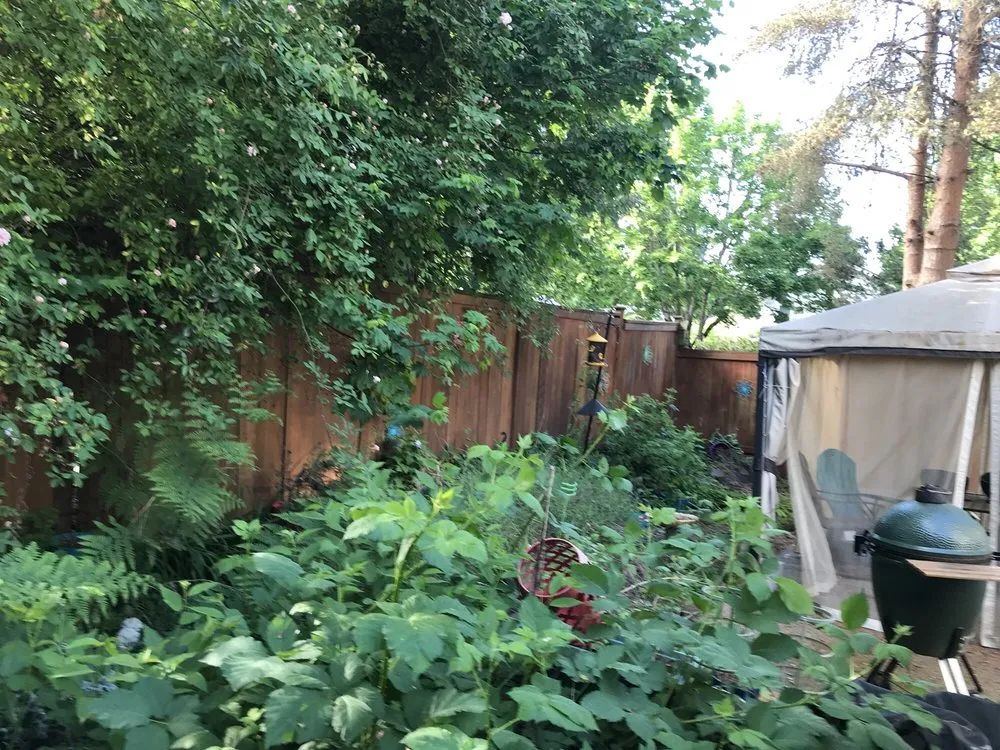 Expert yard cleanup service for outdoor upgrades in Shelton, WA by T & S Clean Up & Removal