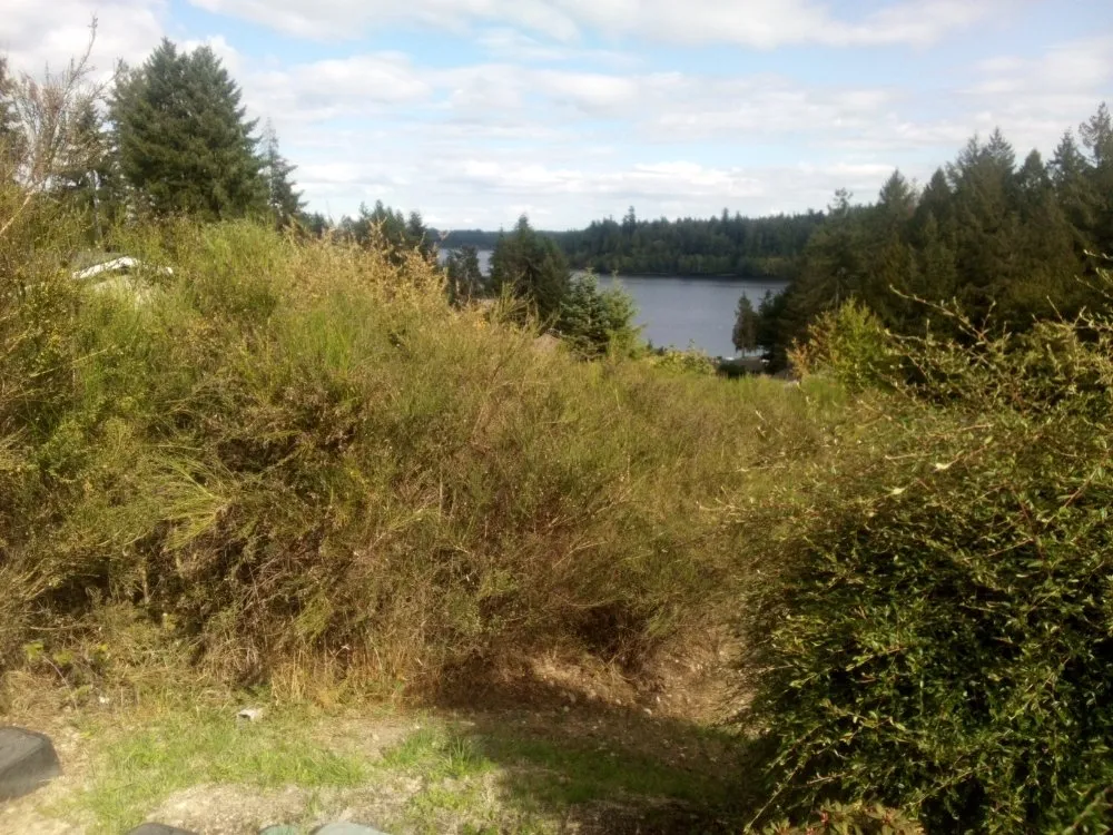 Custom lawn care service for beautiful yards in Shelton, WA by T & S Clean Up & Removal