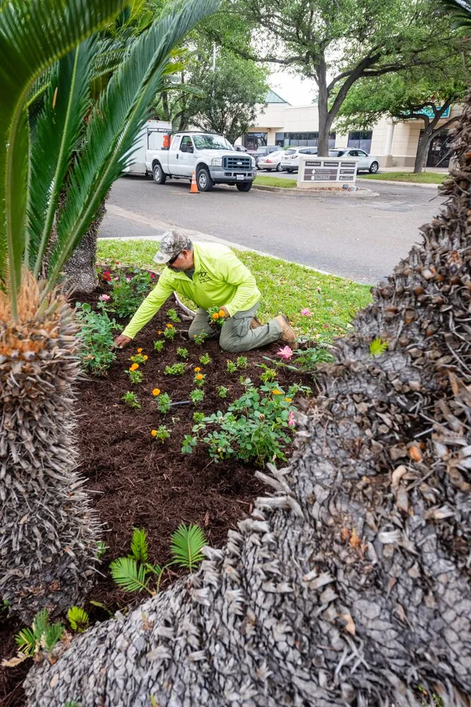 Affordable yard cleanup service in Edinburg, TX by T & T