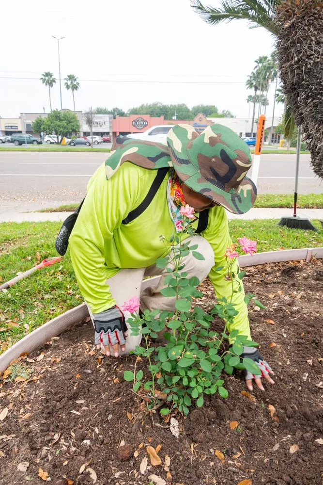 Local landscaping services experts serving Edinburg, TX - T & T