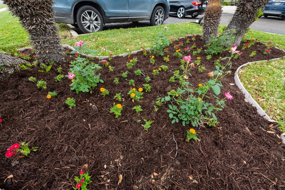 Top-rated outdoor landscaping in Edinburg, TX by T & T