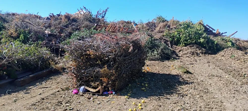 Affordable landscape design experts serving Hollister, CA - T & T Junk Removal & Yard Cleanups