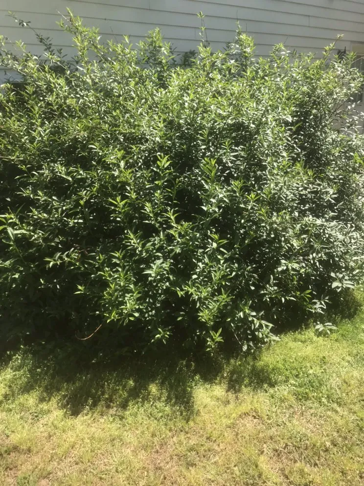 Professional yard cleanup service in Knightdale, NC - T & T Landscaping