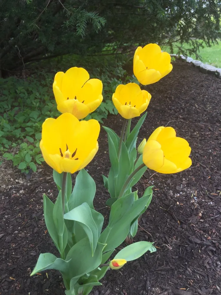 Trusted lawn care service for year-round maintenance across Bangor, ME - T & T Property Services