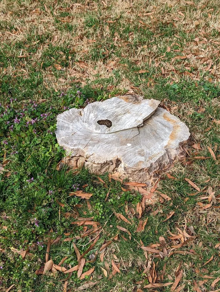 Top-rated yard maintenance near you across Virginia Beach, VA - T & W Scrap Metal & Junk Removal