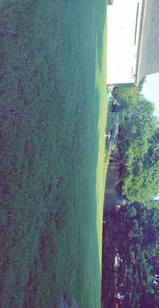 Local yard maintenance in Kernersville, NC by T And A Express