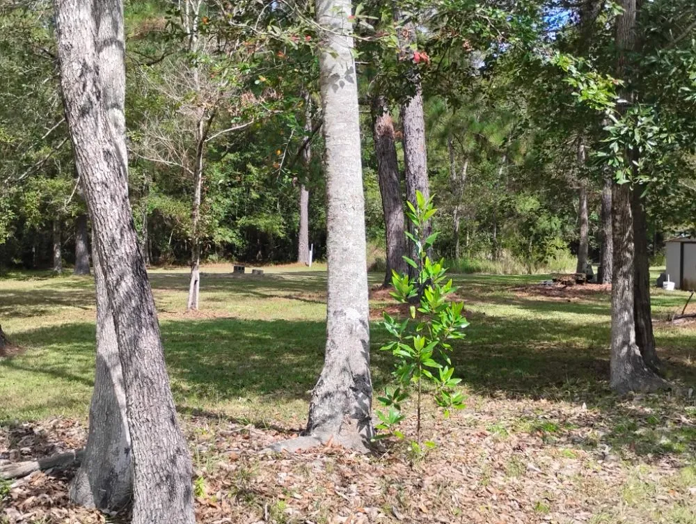 Top-rated landscaping services in Gulfport, MS - T And A Working Miracles Lawn Care