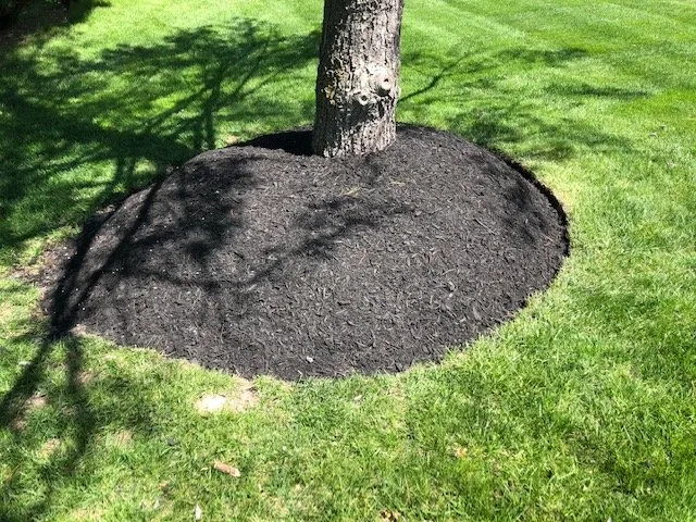 Expert yard cleanup service in Ellisville, MO by T and T Lawn Care