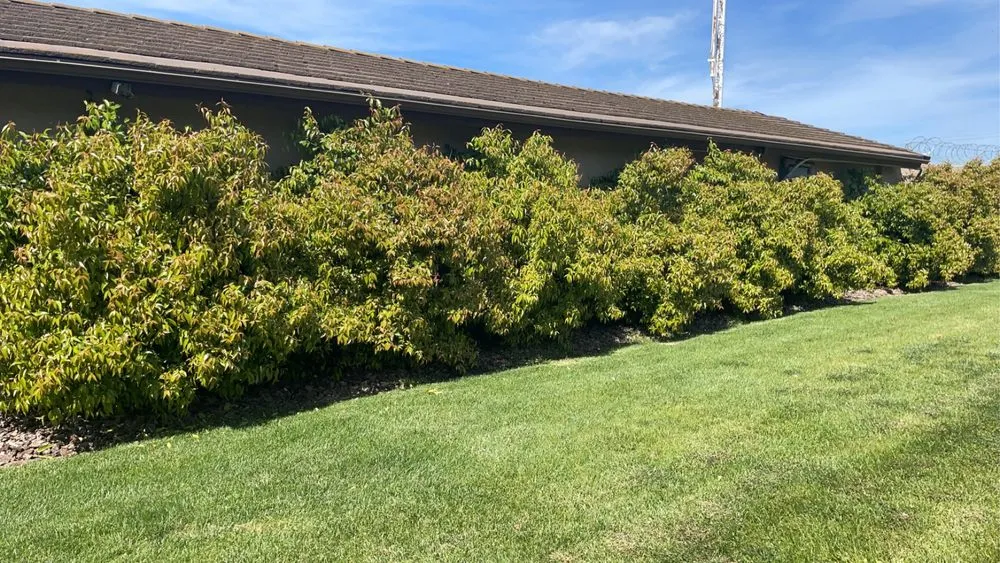 Top-rated yard cleanup service for year-round maintenance across Modesto, CA - T D Land Services