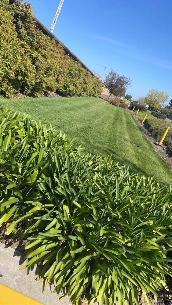Top-rated lawn mowing service for residential properties across Modesto, CA - T D Land Services