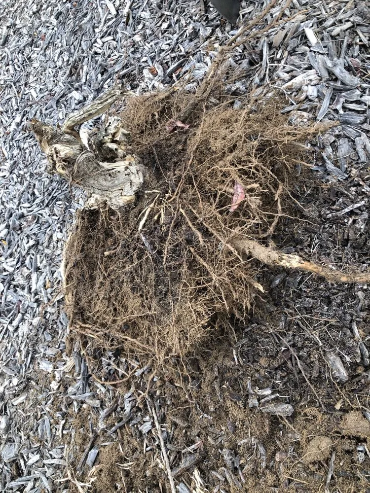 Top-rated lawn mowing service in Modesto, CA - T D Land Services