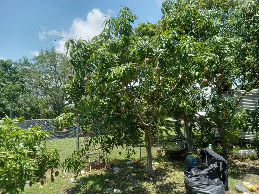 Custom lawn mowing service in Goulds, FL by T Do It All